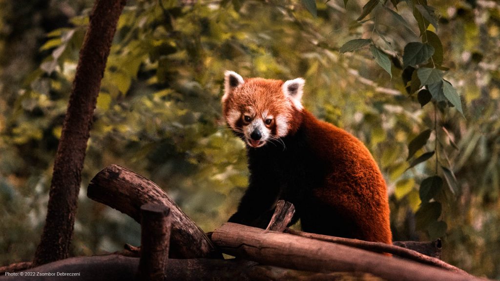 Vörös panda