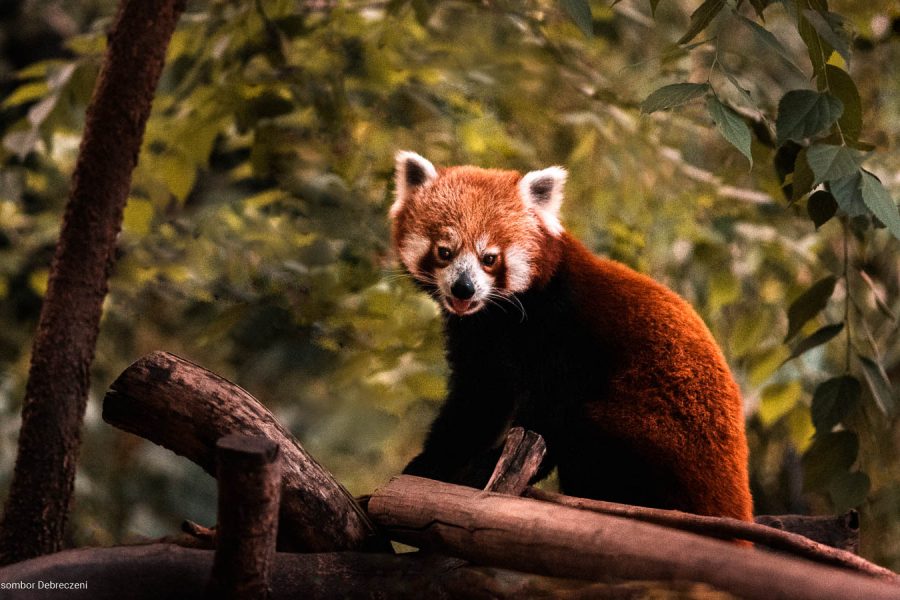 Vörös panda
